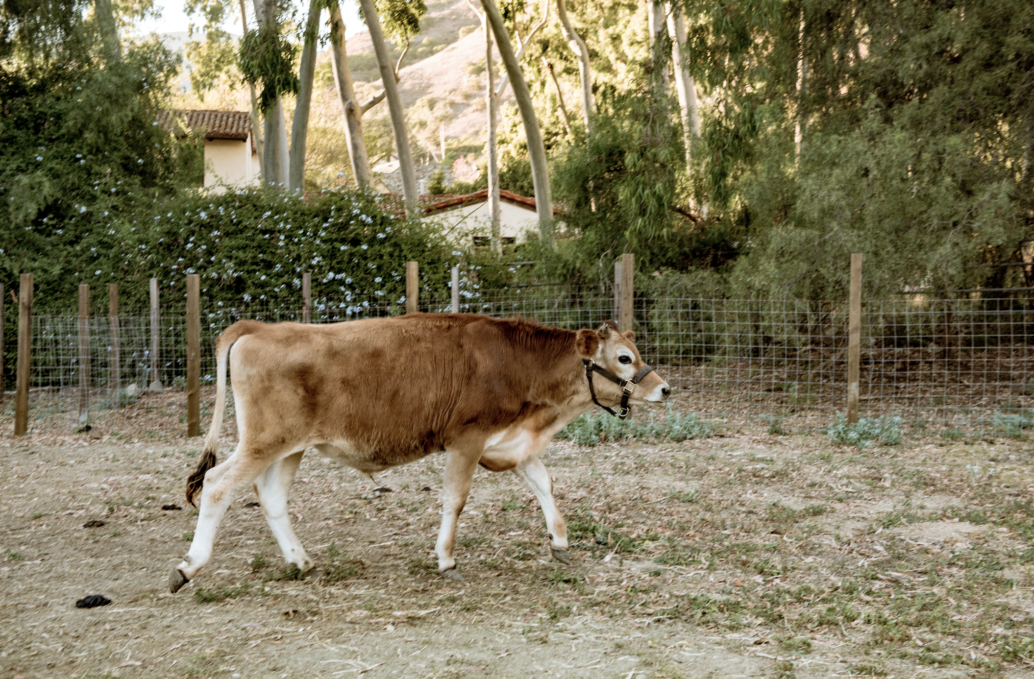 Colostrum in Traditional Medicine: Unraveling Ancient Wisdom and Modern Insights