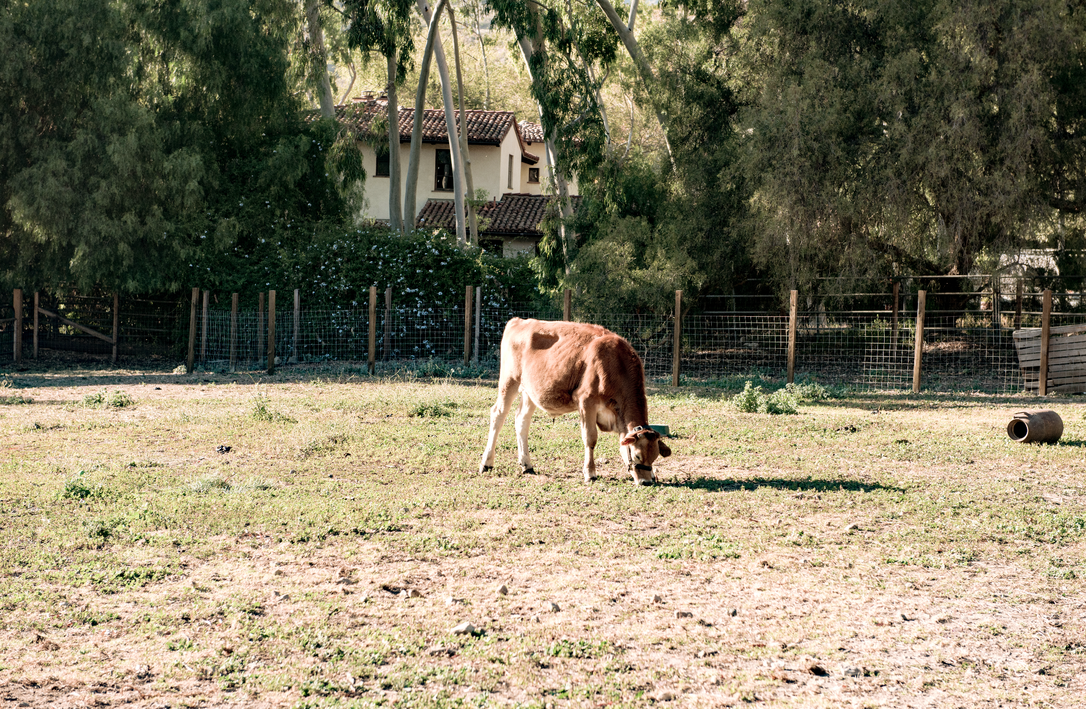 Colostrum and Allergies: Potential Benefits and Considerations