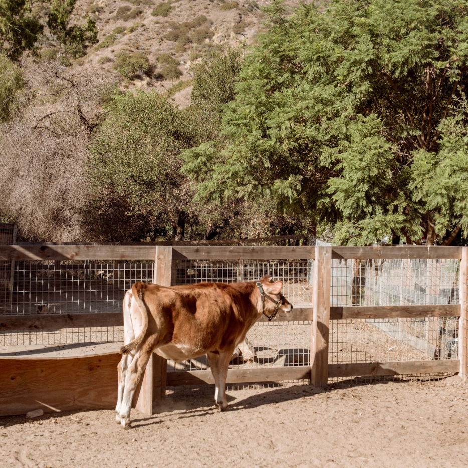 Gut Health Revolution: Colostrum's Role in Restoring Digestive Balance