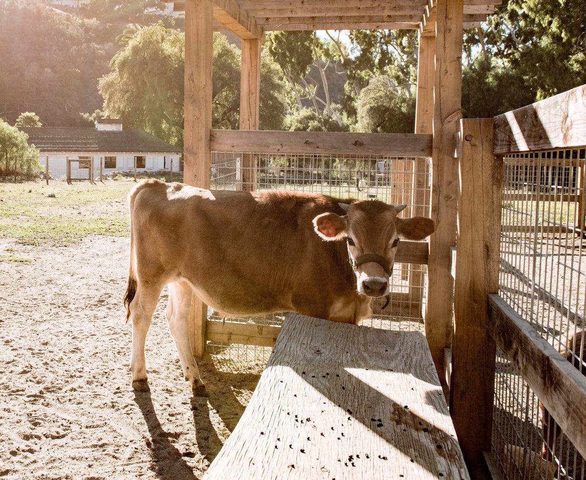 Grass-fed dairy cow at the farm